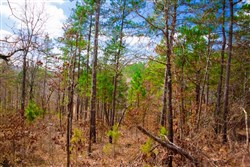 property photo for Stone Creek Phase II Tract 95, 35.85 acres for sale in Latimer County, Oklahoma