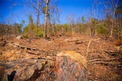property photo for Stone Creek Phase II Tract 96, 45.96 acres for sale in Latimer County, Oklahoma