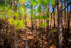 Stone Creek Phase II Tract 98