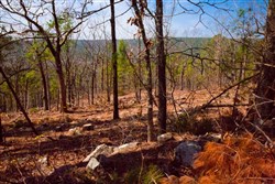 Stone Creek Phase II Tract 99