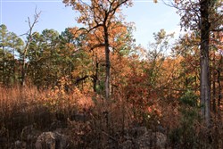 property photo for Stone Creek Phase III Tract 19, 11.36 acres for sale in Latimer County, Oklahoma