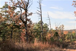 property photo for Stone Creek Phase III Tract 19, 11.36 acres for sale in Latimer County, Oklahoma