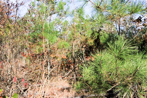 Stone Creek Phase III Tract 2