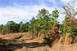 Stone Creek Phase III Tract 2