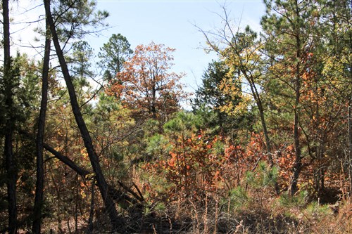 Stone Creek Phase III Tract 31