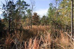 Stone Creek Phase III Tract 31