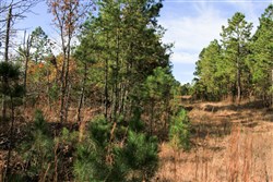 Stone Creek Phase III Tract 31