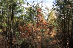Stone Creek Phase III Tract 32