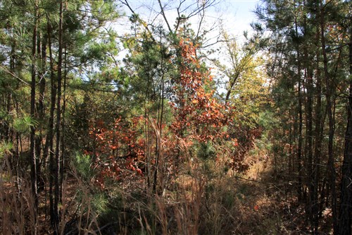 Stone Creek Phase III Tract 32