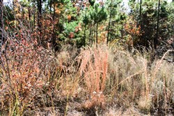 Stone Creek Phase III Tract 32