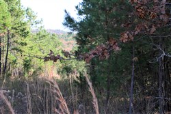 Stone Creek Phase III Tract 32
