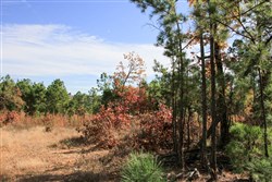 Stone Creek Phase III Tract 35