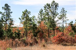 Stone Creek Phase III Tract 35