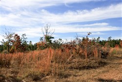 Stone Creek Phase III Tract 35