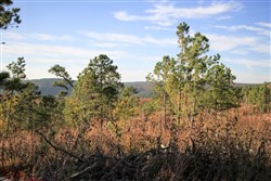 Stone Creek Phase III Tract 39