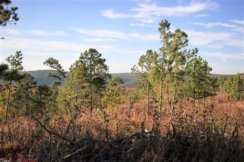 Stone Creek Phase III Tract 39