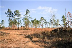 Stone Creek Phase III Tract 39