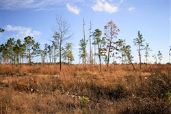 Stone Creek Phase III Tract 39