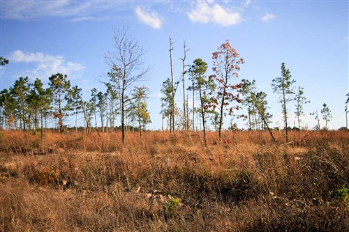Stone Creek Phase III Tract 39