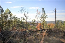 Stone Creek Phase III Tract 39