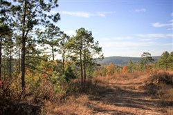 Stone Creek Phase III Tract 39