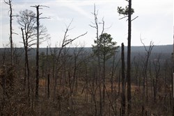 Stone Creek Phase III Tract 73a
