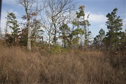Stone Creek Phase III Tract 89