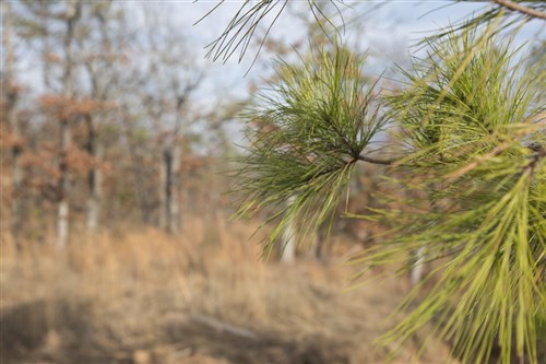 Stone Creek Phase III Tract 90