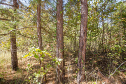 property photo for Stone Bridge Phase I Tract 26, 6.31 acres for sale in LatimerHaskell County, Oklahoma
