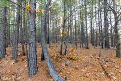 property photo for Stone Bridge Phase II Tract 117, 9.78 acres for sale in LatimerHaskell County, Oklahoma