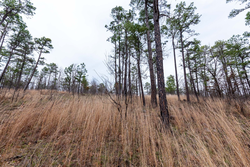 property photo for Stone Bridge Phase III Tract 137, 4.86 acres for sale in LatimerHaskell County, Oklahoma