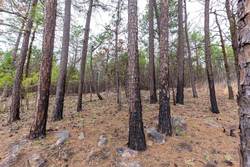 property photo for Stone Bridge Phase III Tract 139, 6.82 acres for sale in LatimerHaskell County, Oklahoma