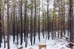 property photo for Stone Bridge Phase IV Tract 231, 10.33 acres for sale in LatimerHaskell County, Oklahoma