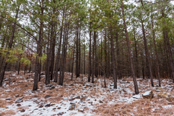 property photo for Stone Bridge Phase IV Tract 236, 6.09 acres for sale in LatimerHaskell County, Oklahoma