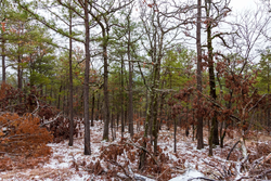 property photo for Stone Bridge Phase IV Tract 237, 5.75 acres for sale in LatimerHaskell County, Oklahoma