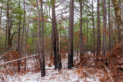 property photo for Stone Bridge Phase IV Tract 237, 5.75 acres for sale in LatimerHaskell County, Oklahoma