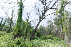 property photo for Stone Bridge Phase V Tract 334, 8.33 acres for sale in LatimerHaskell County, Oklahoma