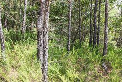 property photo for Stone Bridge Phase V Tract 406, 8.14 acres for sale in LatimerHaskell County, Oklahoma