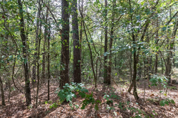 property photo for Stone Bridge Phase V Tract 407, 6.64 acres for sale in LatimerHaskell County, Oklahoma