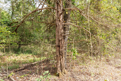 property photo for Stone Bridge Phase V Tract 409, 4.88 acres for sale in LatimerHaskell County, Oklahoma