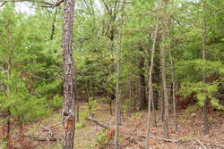 property photo for Stone Bridge Phase V Tract 416, 4.76 acres for sale in LatimerHaskell County, Oklahoma