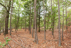 property photo for Stone Bridge Phase V Tract 416, 4.76 acres for sale in LatimerHaskell County, Oklahoma