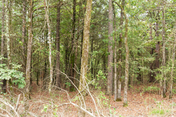 property photo for Stone Bridge Phase V Tract 416, 4.76 acres for sale in LatimerHaskell County, Oklahoma