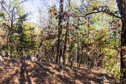 property photo for Stone Bridge Reserve Tract 15, 5.82 acres for sale in LatimerHaskell County, Oklahoma