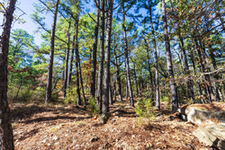 property photo for Stone Bridge Reserve Tract 16, 6.48 acres for sale in LatimerHaskell County, Oklahoma