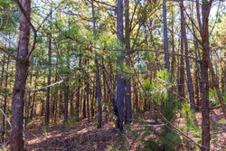 property photo for Stone Bridge Reserve Tract 23, 4.41 acres for sale in LatimerHaskell County, Oklahoma