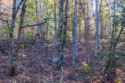 property photo for Stone Bridge Reserve Tract 26, 6.11 acres for sale in LatimerHaskell County, Oklahoma