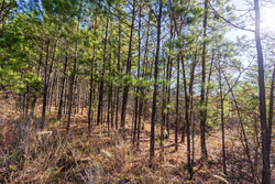 property photo for Stone Bridge Reserve Tract 6, 8.7 acres for sale in LatimerHaskell County, Oklahoma