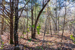 property photo for Stone Bridge Reserve Tract 8, 6.55 acres for sale in LatimerHaskell County, Oklahoma