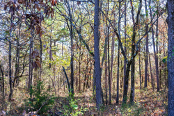 property photo for Stone Bridge Reserve Tract 9, 6.5 acres for sale in LatimerHaskell County, Oklahoma